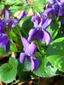 Duftveilchen (Viola odorata) am Drahtzugweiher in Alt-Saarbrücken