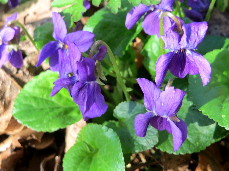 Duftveilchen (Viola odorata) am Drahtzugweiher in Alt-Saarbrücken