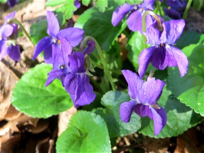 Duftveilchen (Viola odorata) am Drahtzugweiher in Alt-Saarbrücken