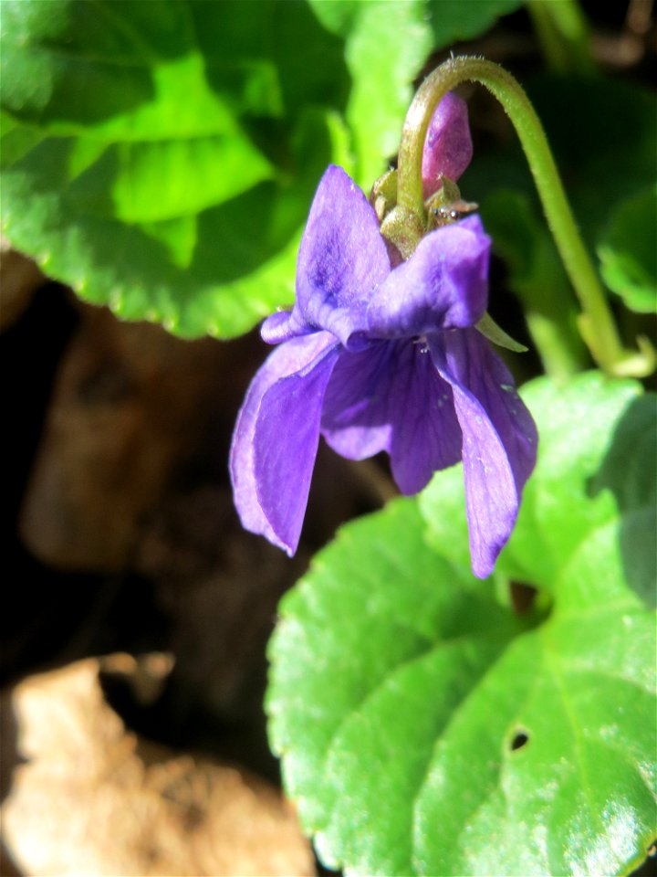 Duftveilchen (Viola odorata) am Drahtzugweiher in Alt-Saarbrücken