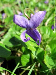 Duftveilchen (Viola odorata) in der ehem. Bismarckanlage in Sankt Arnual