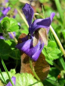 Duftveilchen (Viola odorata) in der ehem. Bismarckanlage in Sankt Arnual