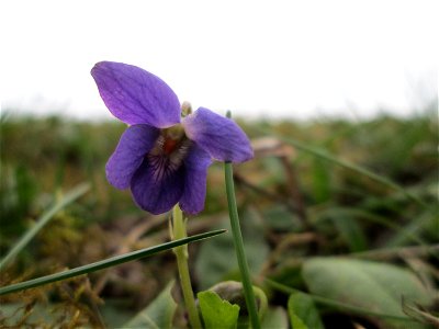 erste Duftveilchen (Viola odorata) im Gartenschaupark Hockenheim