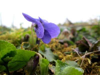 erste Duftveilchen (Viola odorata) im Gartenschaupark Hockenheim