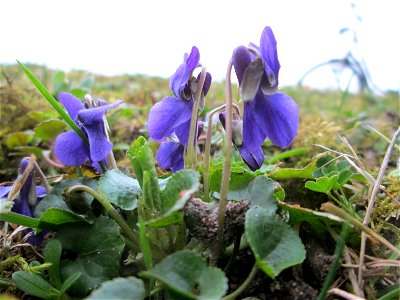 erste Duftveilchen (Viola odorata) im Gartenschaupark Hockenheim