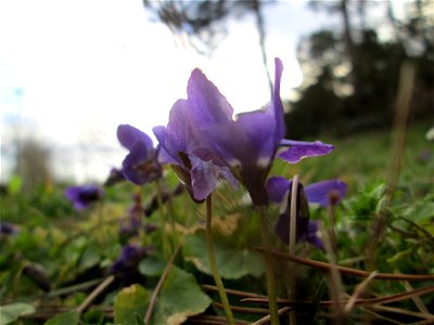 Duftveilchen (Viola odorata) in Hockenheim