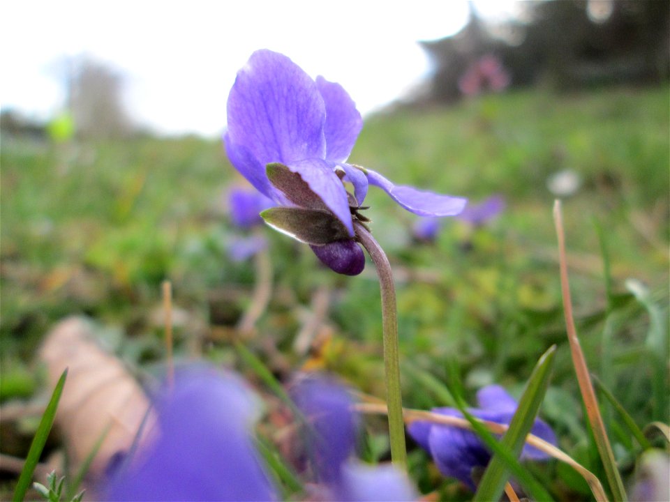 Duftveilchen (Viola odorata) in Hockenheim