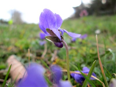 Duftveilchen (Viola odorata) in Hockenheim