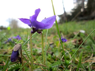 Duftveilchen (Viola odorata) in Hockenheim