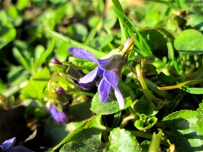 Duftveilchen (Viola odorata) am Tierfriedhof in Alt-Saarbrücken