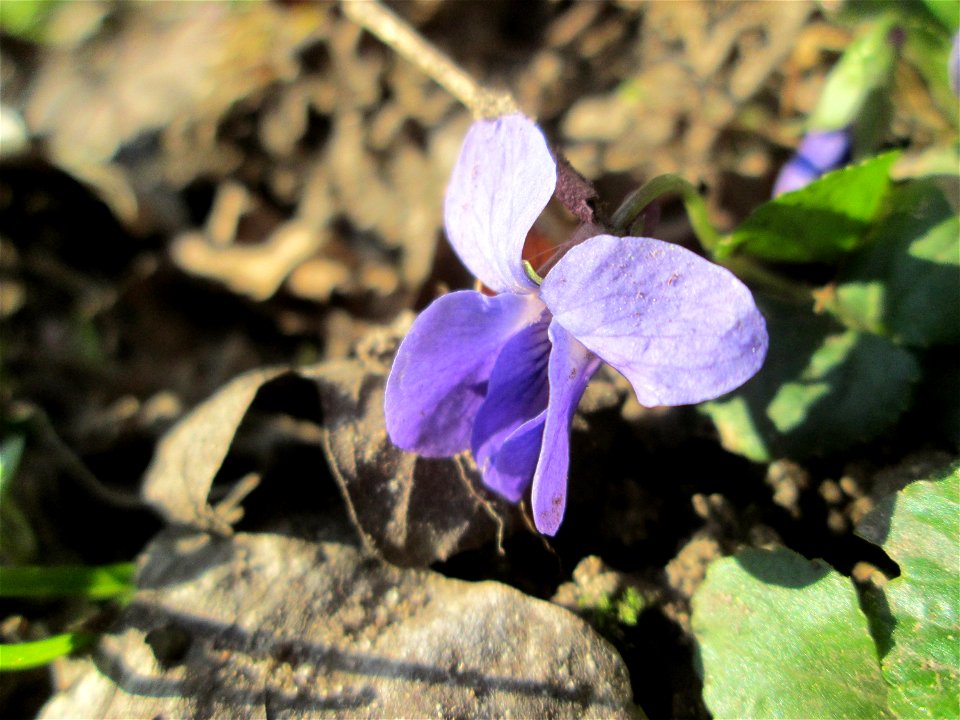 Duftveilchen (Viola odorata) am Tierfriedhof in Alt-Saarbrücken