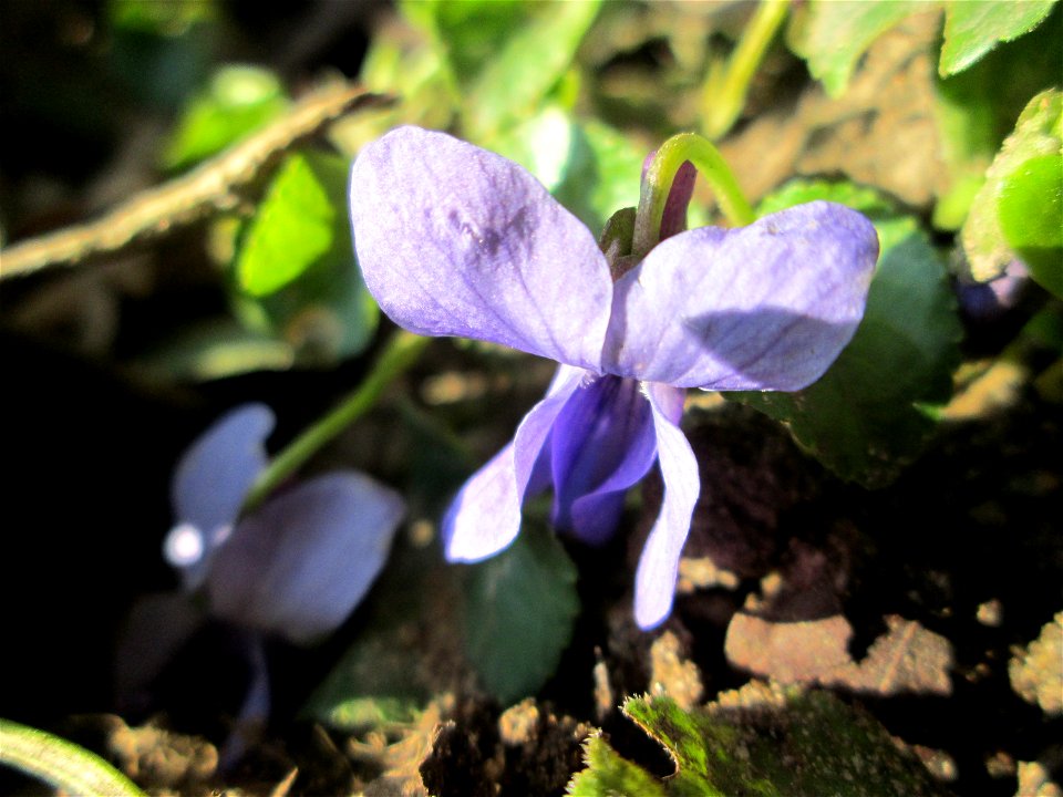 Duftveilchen (Viola odorata) am Tierfriedhof in Alt-Saarbrücken