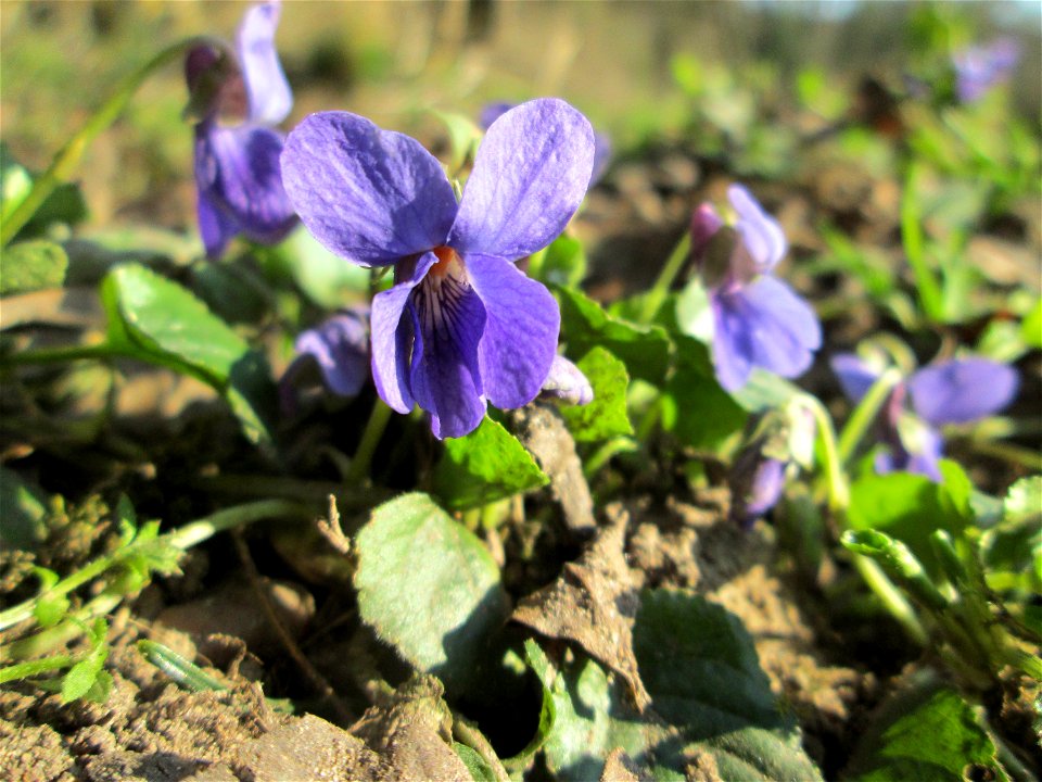 Duftveilchen (Viola odorata) am Tierfriedhof in Alt-Saarbrücken