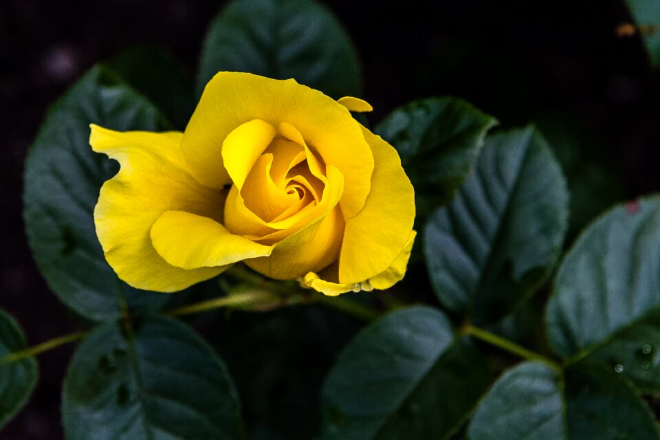 Bloom blossom romantic