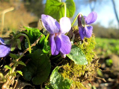 Duftveilchen (Viola odorata) am Tierfriedhof in Alt-Saarbrücken