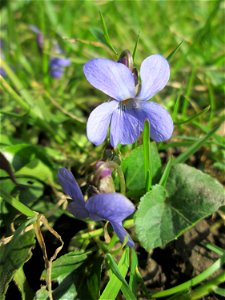 Duftveilchen (Viola odorata) in der ehem. Bismarckanlage in Saarbrücken