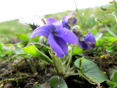 Duftveilchen (Viola odorata) im Gartenschaupark Hockenheim