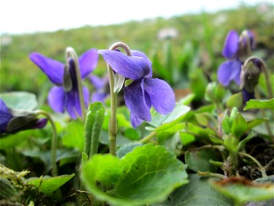 Duftveilchen (Viola odorata) im Gartenschaupark Hockenheim