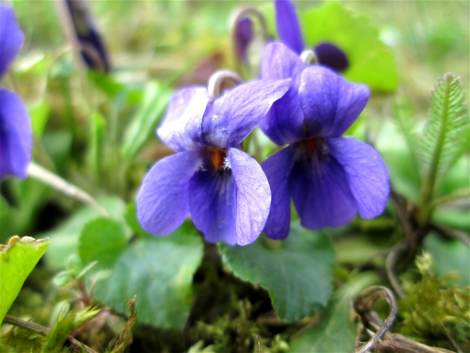 Duftveilchen (Viola odorata) im Gartenschaupark Hockenheim