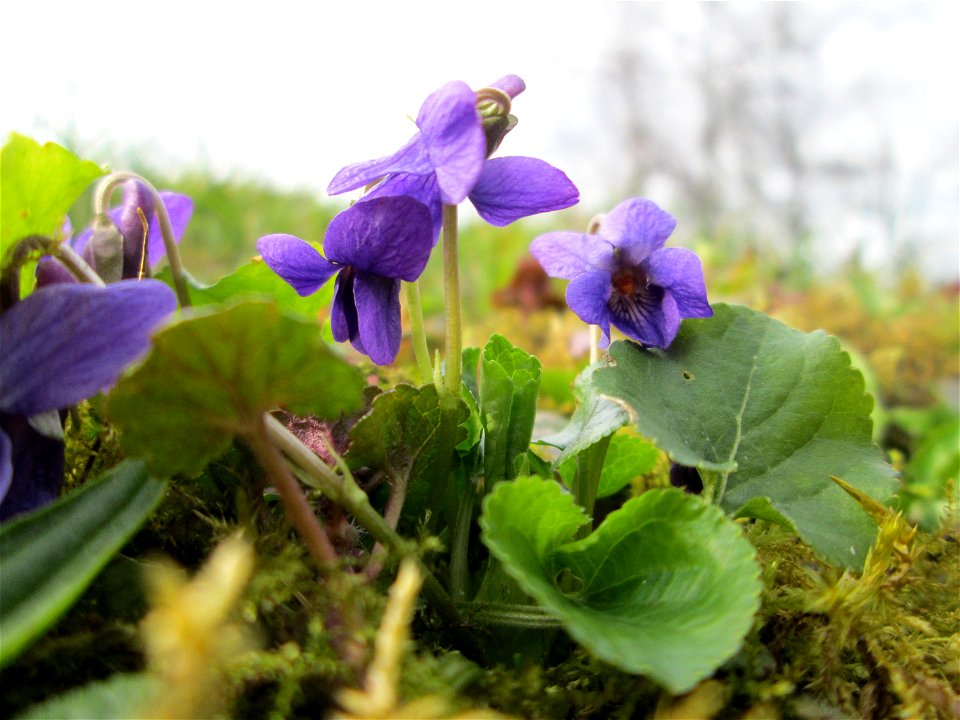 Duftveilchen (Viola odorata) im Gartenschaupark Hockenheim