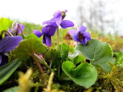 Duftveilchen (Viola odorata) im Gartenschaupark Hockenheim