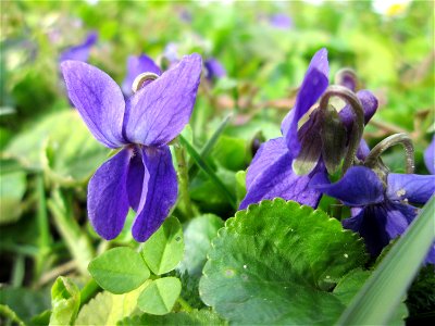 Duftveilchen (Viola odorata) im Gartenschaupark Hockenheim