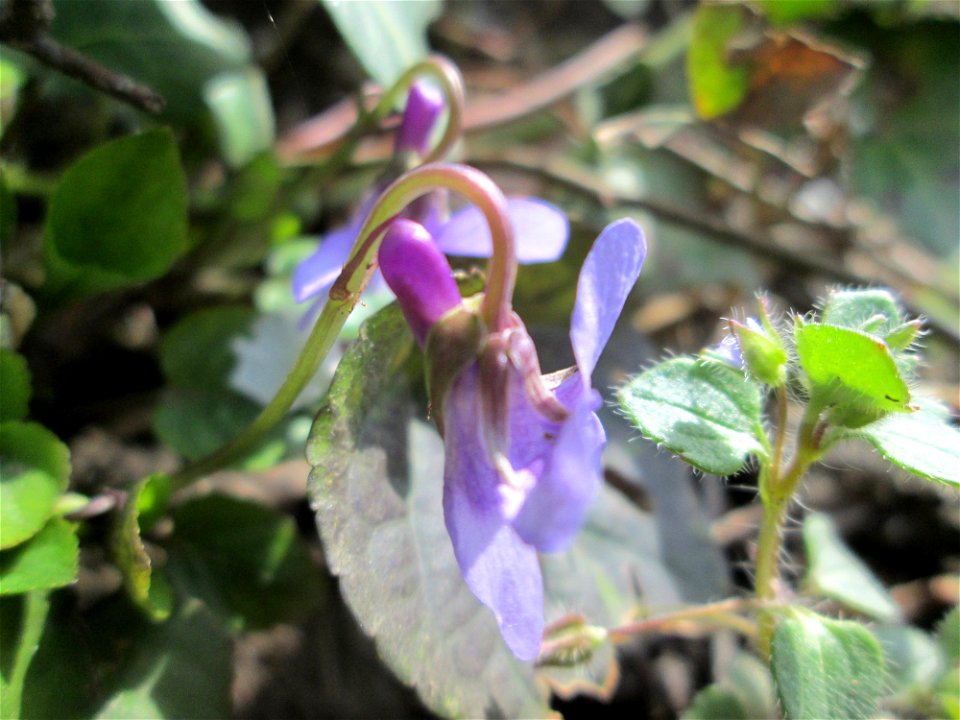 Duftveilchen (Viola odorata) am Kraichbach in Hockenheim