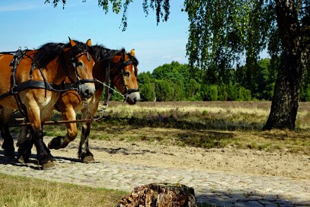 Lüneburg heath horse drawn carriage more photo