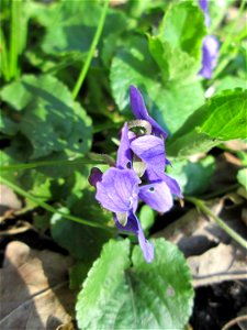 Duftveilchen (Viola odorata) in Hockenheim