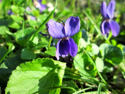 Duftveilchen (Viola odorata) in Hockenheim