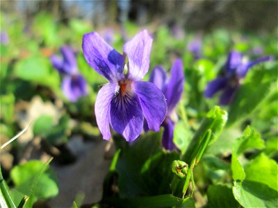 Duftveilchen (Viola odorata) in Hockenheim