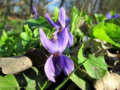 Duftveilchen (Viola odorata) in Hockenheim photo