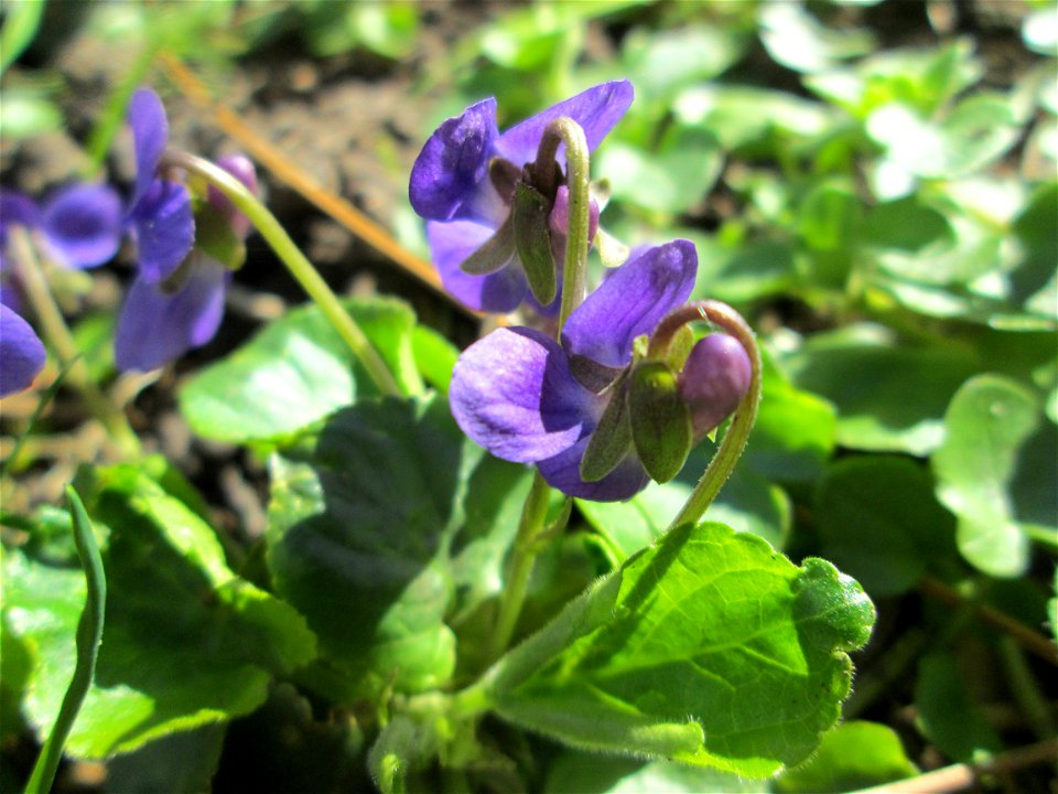 Duft- oder Märzveilchen (Viola odorata) am Kraichbach in Hockenheim