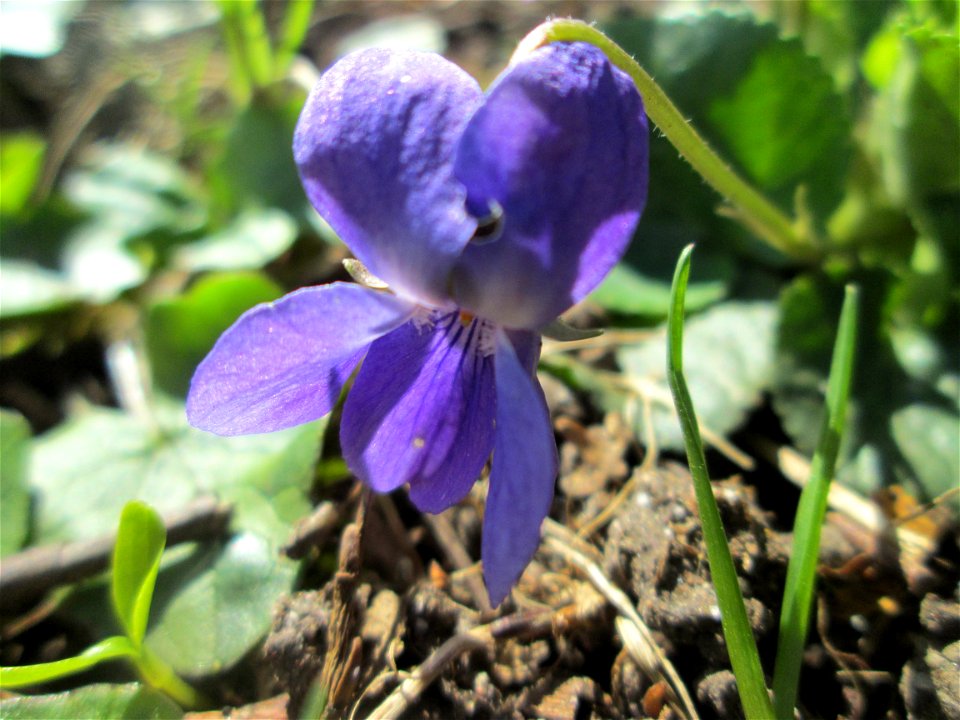 Duftveilchen (Viola odorata) am Kraichbach in Hockenheim