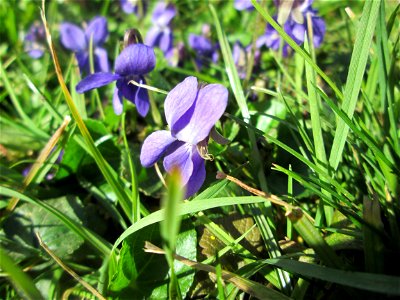 Duft- oder Märzveilchen (Viola odorata) am Kraichbach in Hockenheim