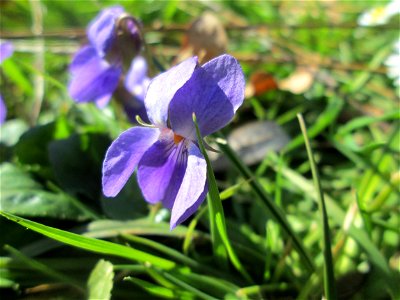 Duft- oder Märzveilchen (Viola odorata) am Kraichbach in Hockenheim