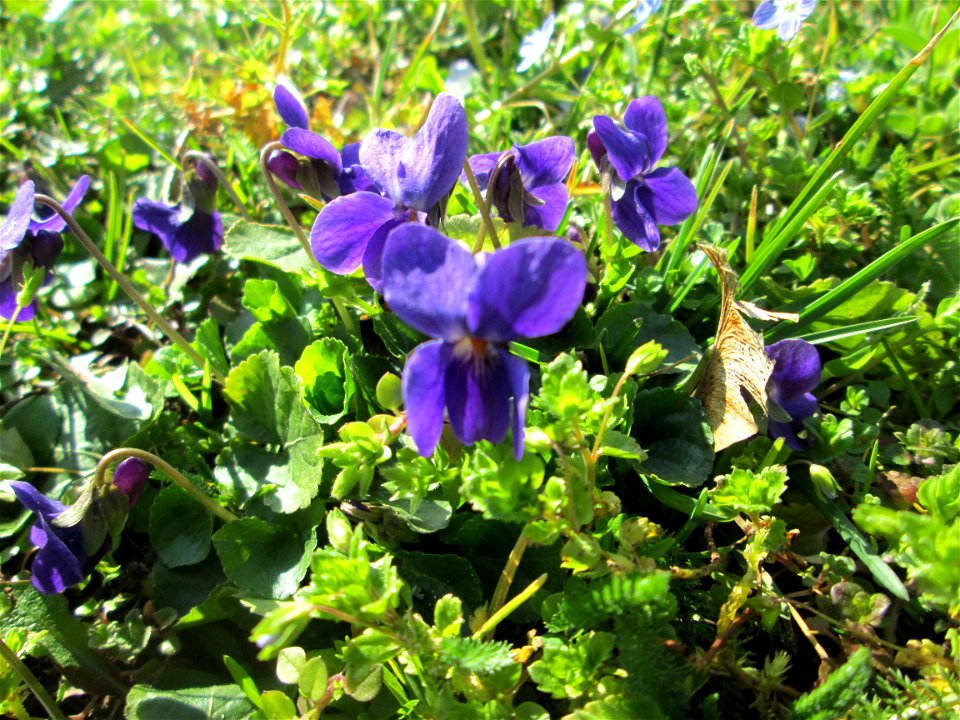 Duftveilchen (Viola odorata) im Gartenschaupark in Hockenheim - die Wiese im südlichen Teil des Parks ist gegenwärtig übersät mit tausenden Wildblumen