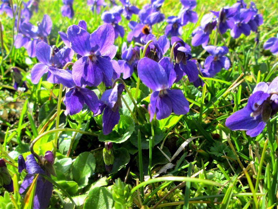 Duftveilchen (Viola odorata) im Gartenschaupark in Hockenheim - die Wiese im südlichen Teil des Parks ist gegenwärtig übersät mit tausenden Wildblumen