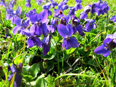 Duftveilchen (Viola odorata) im Gartenschaupark in Hockenheim - die Wiese im südlichen Teil des Parks ist gegenwärtig übersät mit tausenden Wildblumen