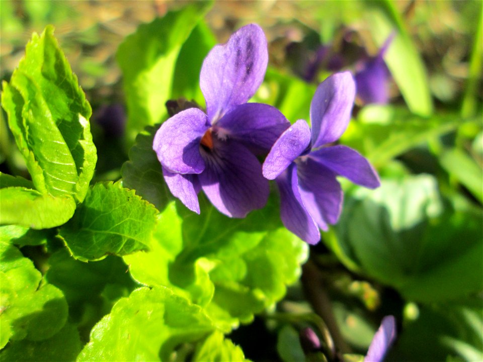 Duftveilchen (Viola odorata) im Naturschutzgebiet „Mirabellenhecke in den Horststückern“ im Hockenheimer Rheinbogen