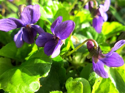 Duftveilchen (Viola odorata) im Naturschutzgebiet „Mirabellenhecke in den Horststückern“ im Hockenheimer Rheinbogen