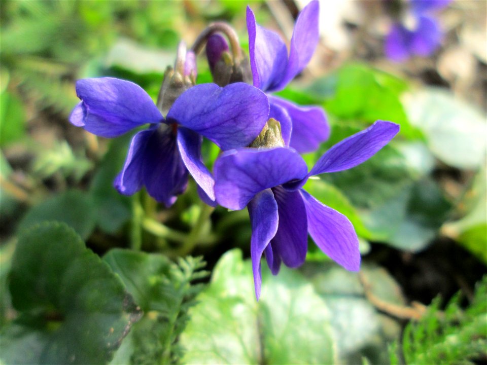 Duft- oder Märzveilchen (Viola odorata) in Saarbrücken