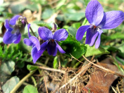Duft- oder Märzveilchen (Viola odorata) in Saarbrücken