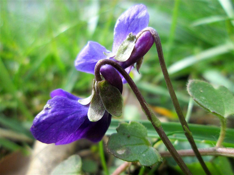 Duftveilchen (Viola odorata) an der Saar in Saarbrücken