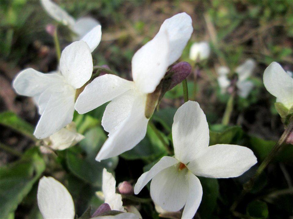 Duftveilchen (Viola odorata) in Saarbrücken - manchmal auch mit weißen Blüten