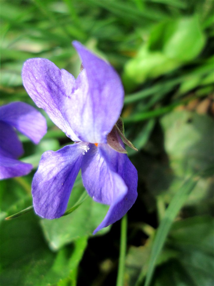 Duftveilchen (Viola odorata) an der Saar in Saarbrücken