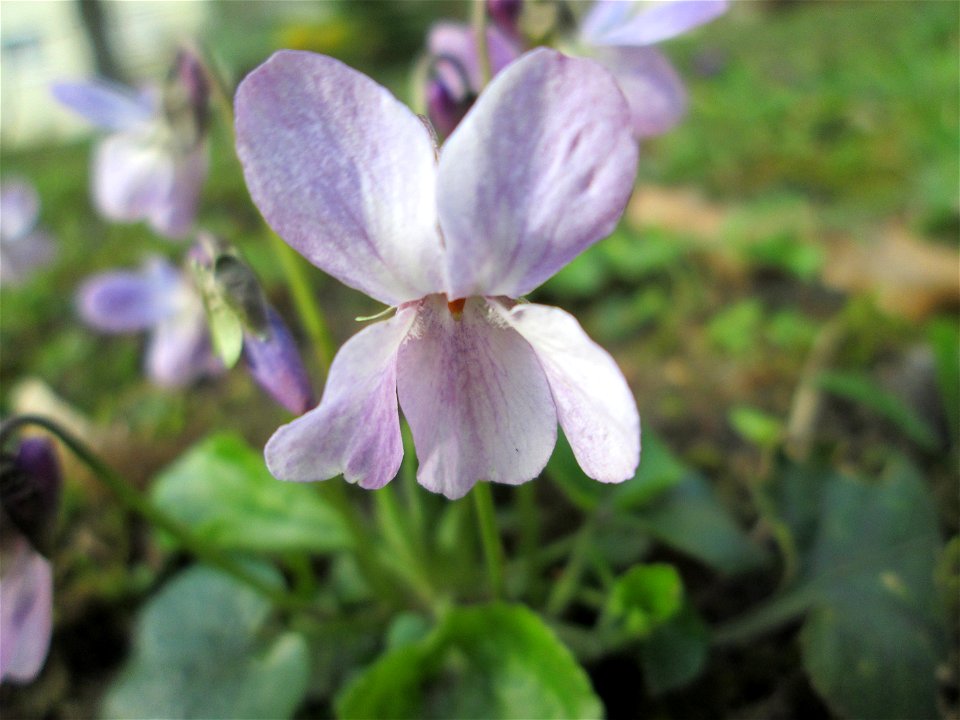Duftveilchen (Viola odorata) in Saarbrücken