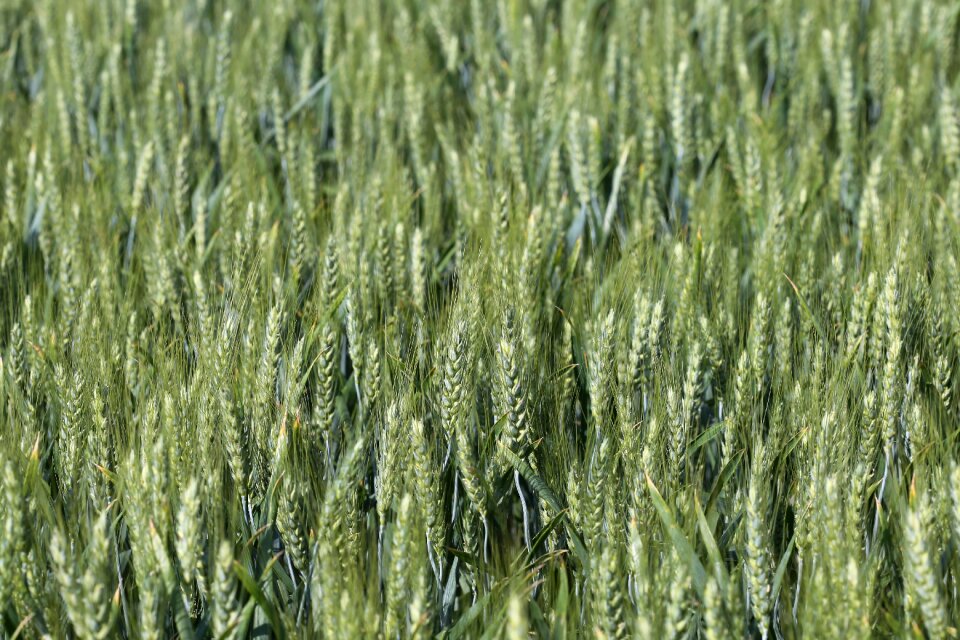 Cereals food field