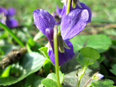 Duftveilchen (Viola odorata) in Saarbrücken