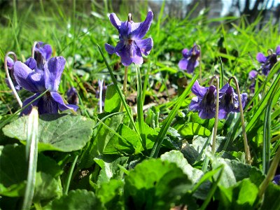 Duftveilchen (Viola odorata) in der ehem. Bismarckanlage in Sankt Arnual